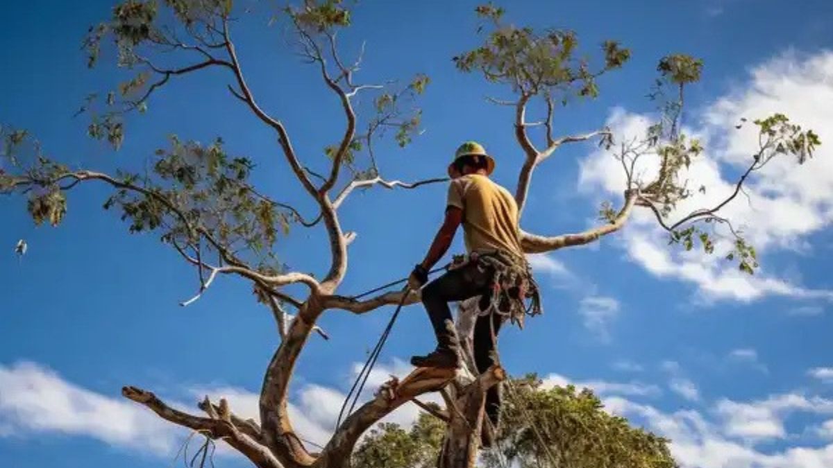 Trusted Arborists in Brisbane