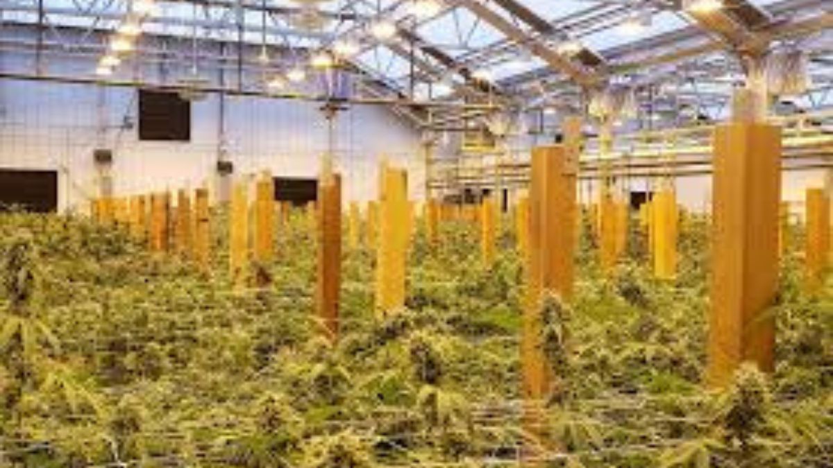 How Steel Buildings Optimize Cannabis Production in British Columbia