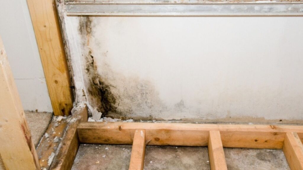 Common Myths About Mold Remediation Debunked