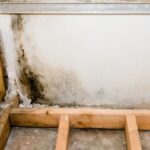 Common Myths About Mold Remediation Debunked