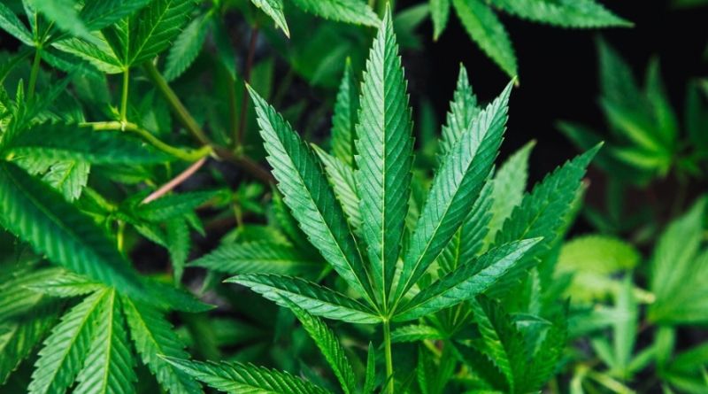 What Are the Long-term Effects of Using Medical Marijuana?